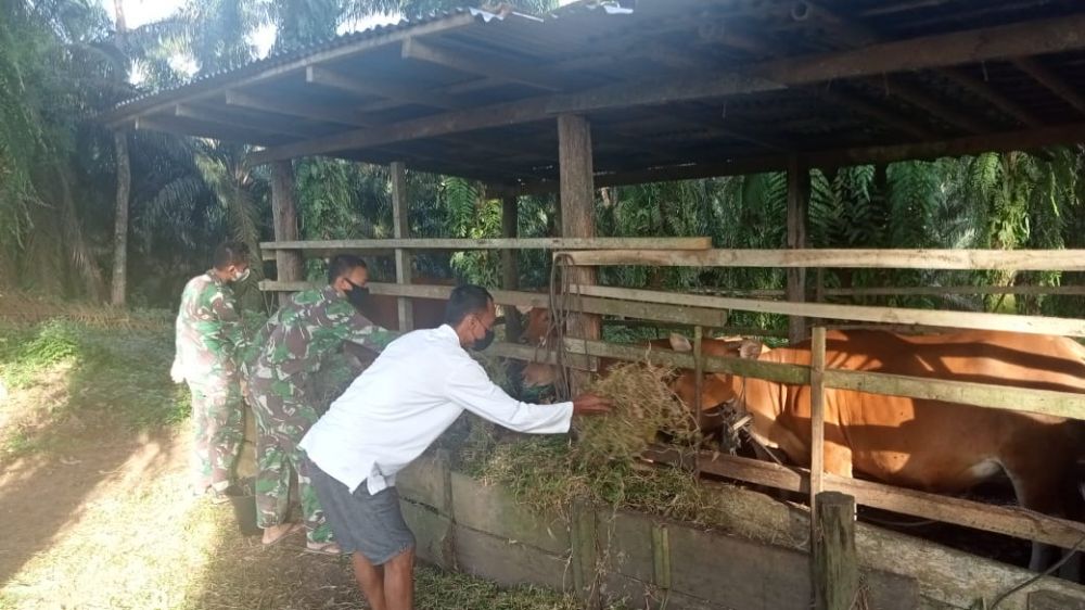 Satgas TMM 111 Bantu Warga Beri Makan Sapi