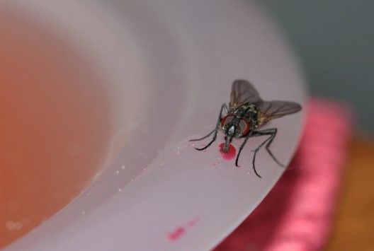 Ini Lho Bahaya Mengerikan Mengonsumsi Makanan yang Dihinggapi Lalat