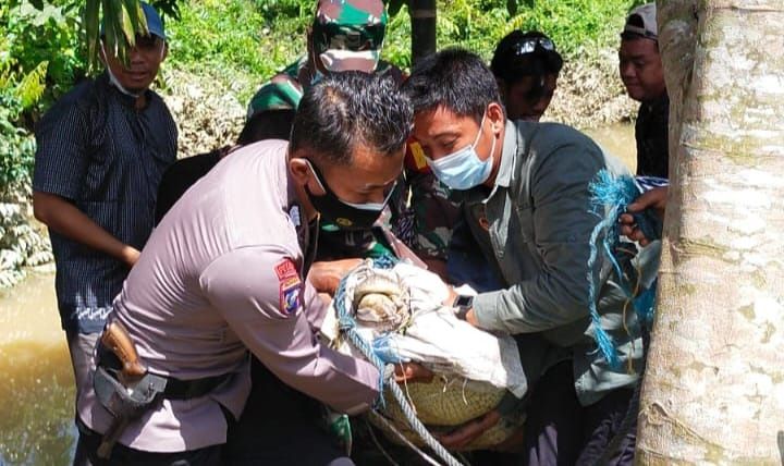 Buaya Empat Meter Resahkan Warga