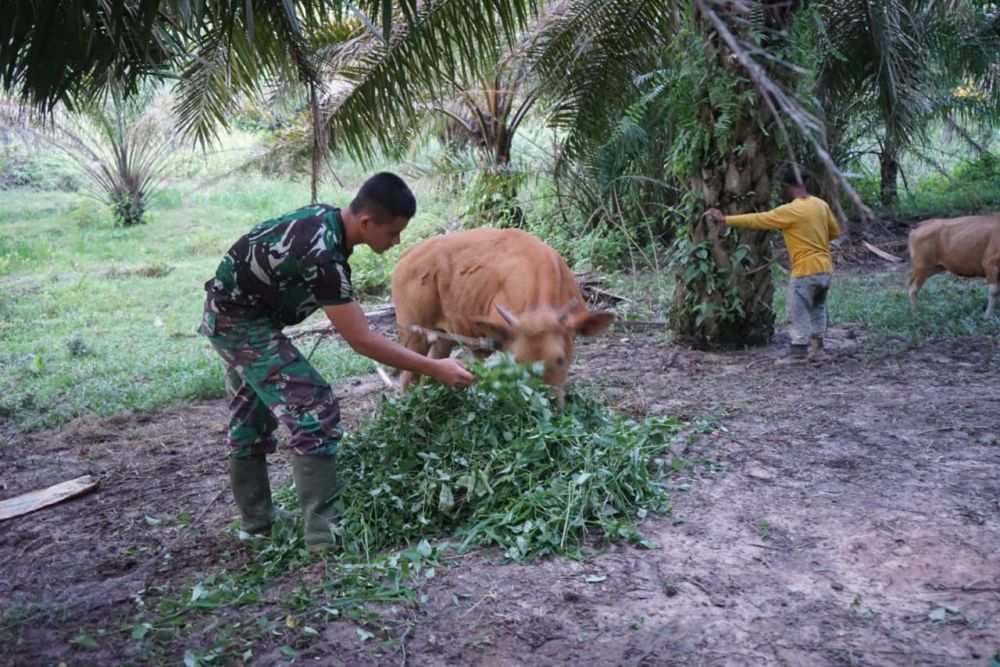 Satgas TMMD Bantu Warga Berik Makan Sapi