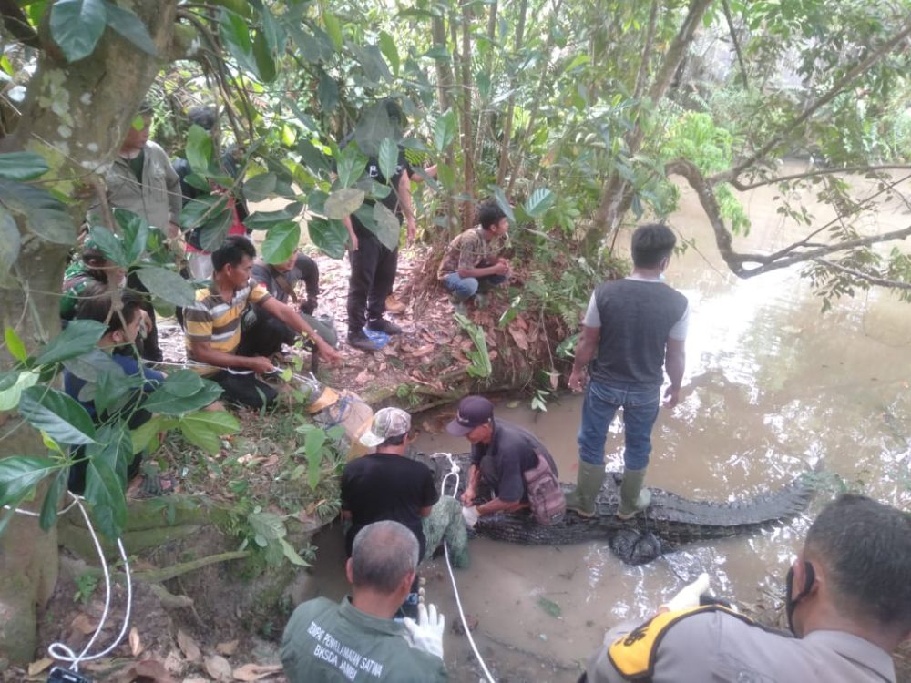 Buaya Setengah Ton Dievakuasi