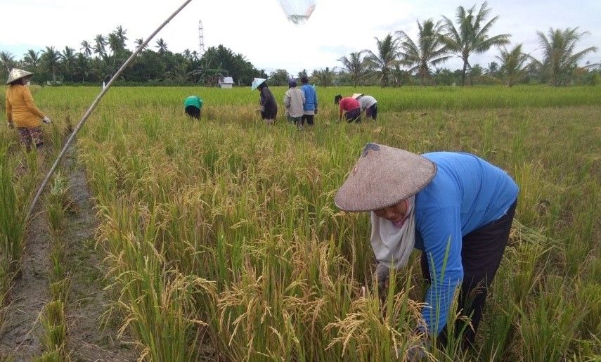 Hama Wereng dan Tikus Ancam Petani Geragai