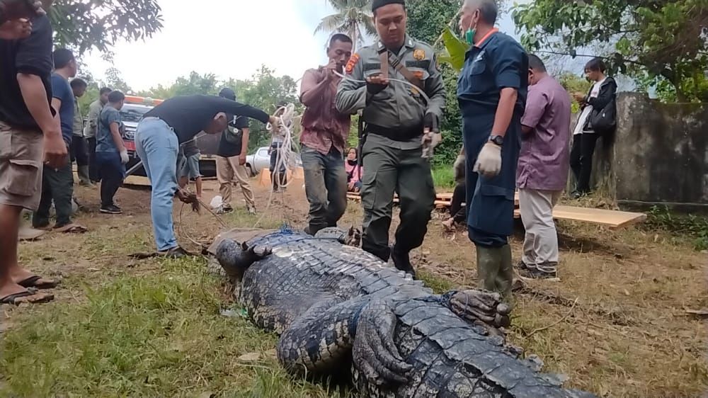 Usut Izin Penangkaran Buaya