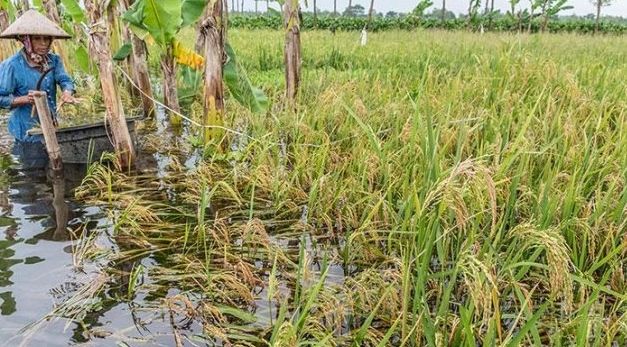 Petani Diimbau Tanam Serentak