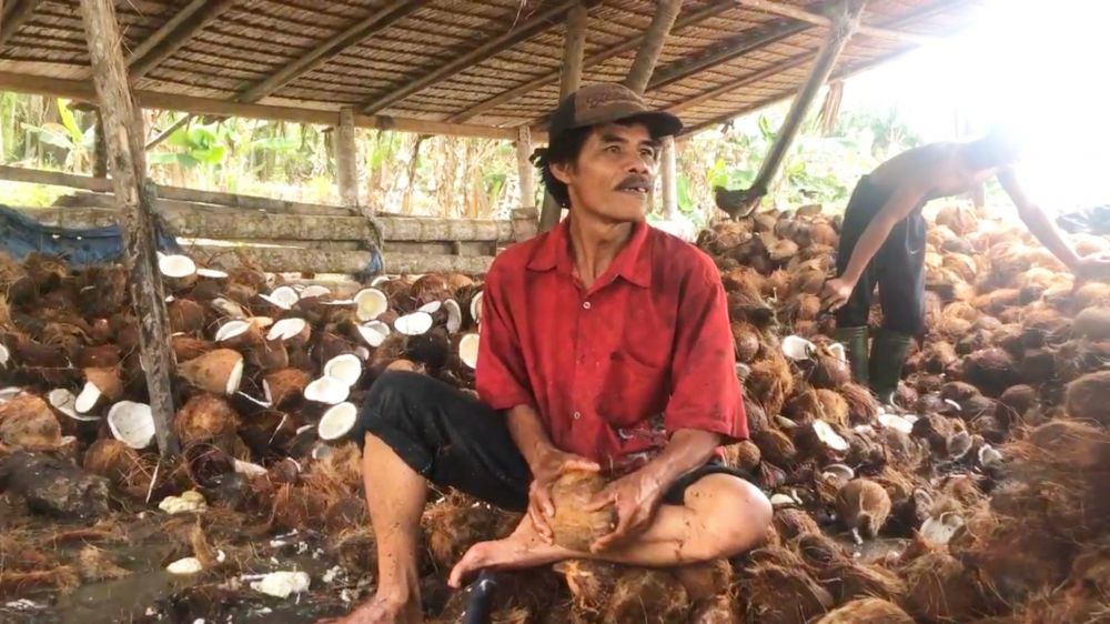 Pengusaha Kopra Rugi Rp 800 Juta