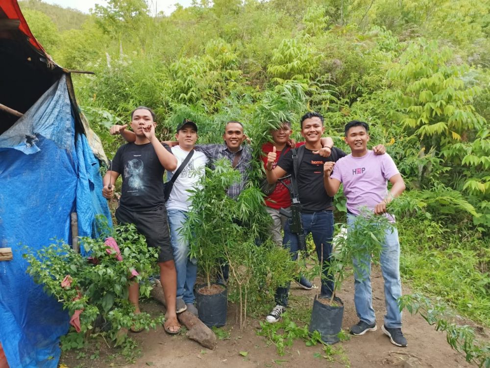 Breaking News! Ada 1 Hektare Ladang Ganja di Sungaipenuh