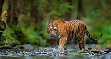 Harimau Muncul Lagi