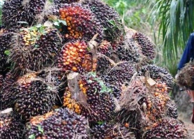 Harga Membaik, Petani Semringah   Tiga Komoditas