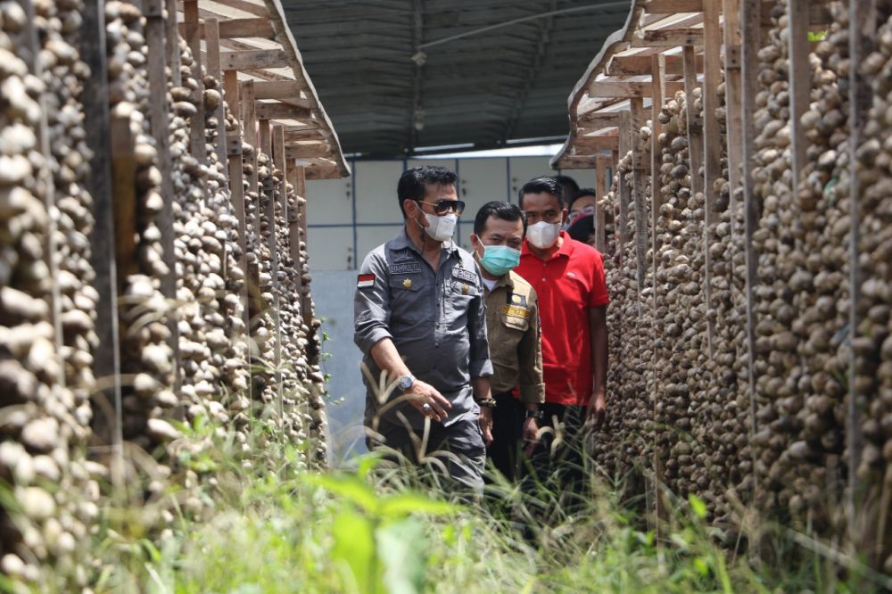 Terhenti Dua Tahun, Mentan Kembali Lepas Pinang Biji Asal Jambi ke Pasar Pakistan