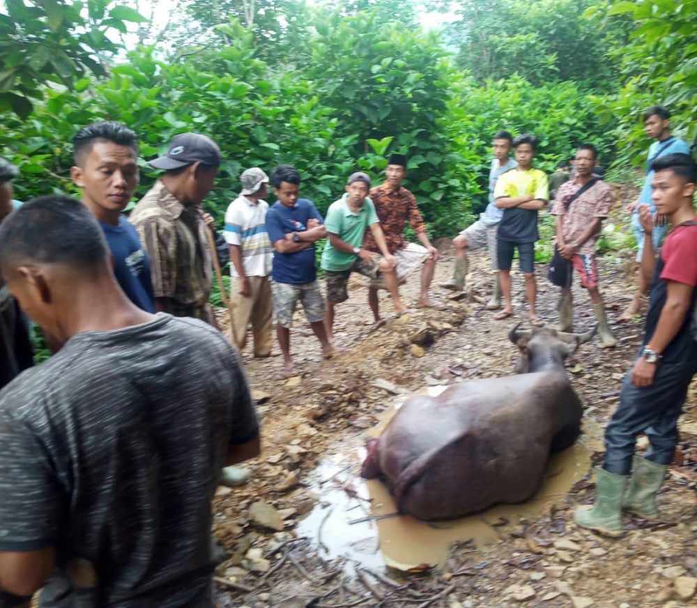 Harimau Meneror Lagi