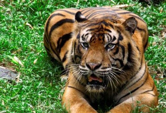 Teror Harimau, Sekolah Diliburkan