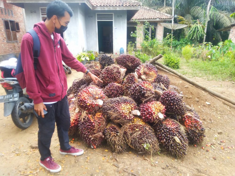 Harga TBS Sawit Naik, Warga Malah Khawatir