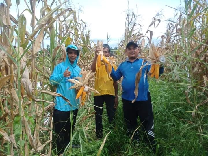 8 Ton Jagung Perhektare