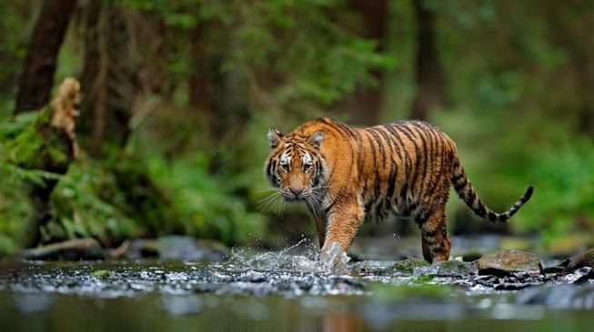 Pulang Dari Ladang, Warga Batangasai Diterkam Harimau