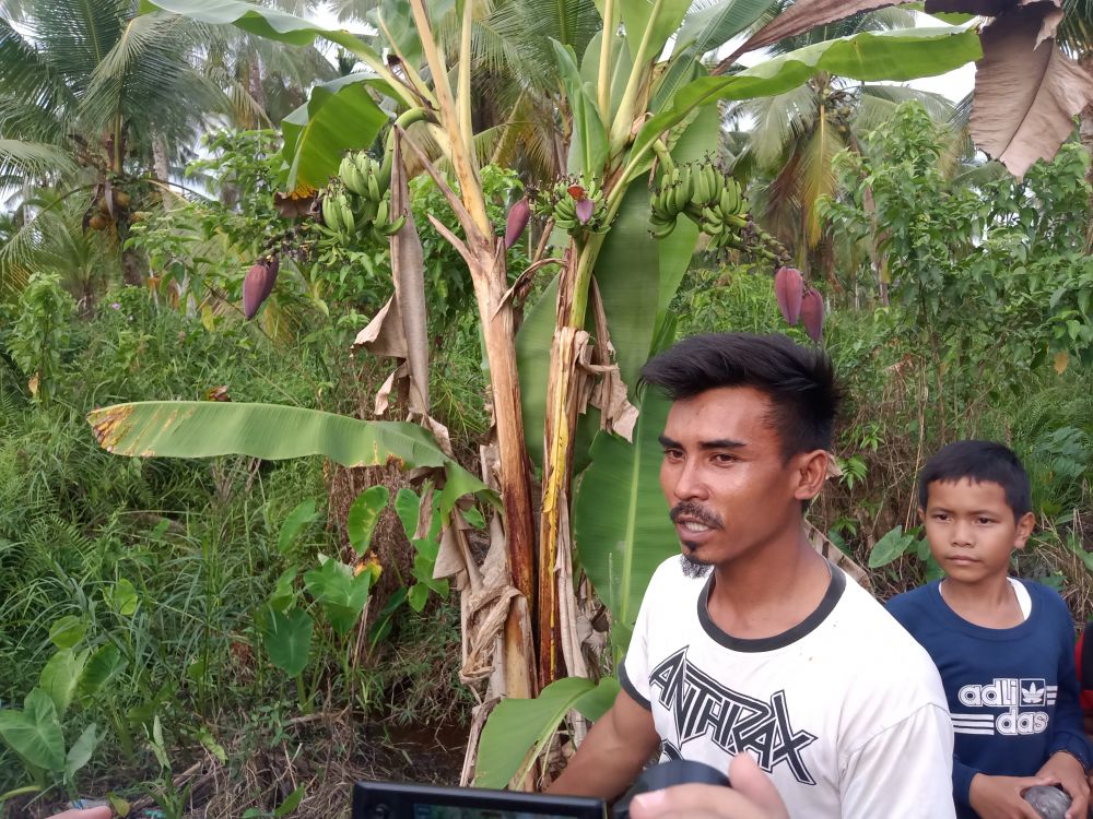 Ajaib, Pisang Bercabang Tiga  Miliki Enam  Tandan Buah