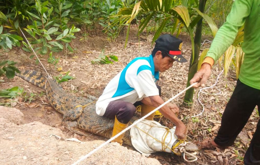 Warga Tangkap Buaya Pemangsa Ternak