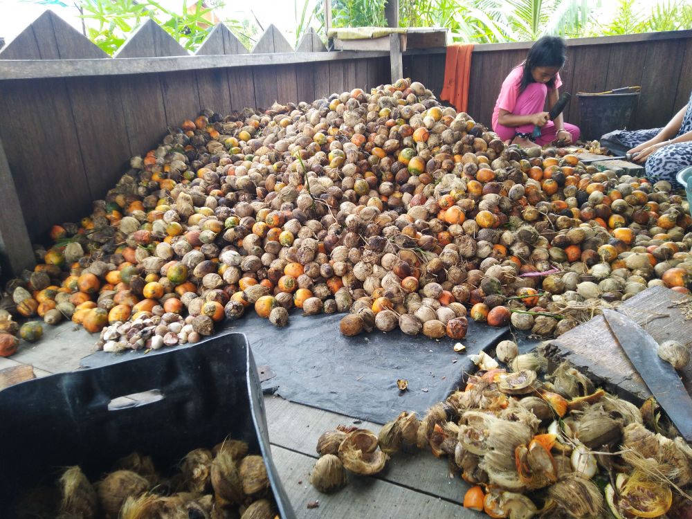  Petani Pilih Timbun Buah Pinang 