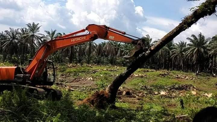 Tahun Depan, Merangin Siapkan 5000 Hektar