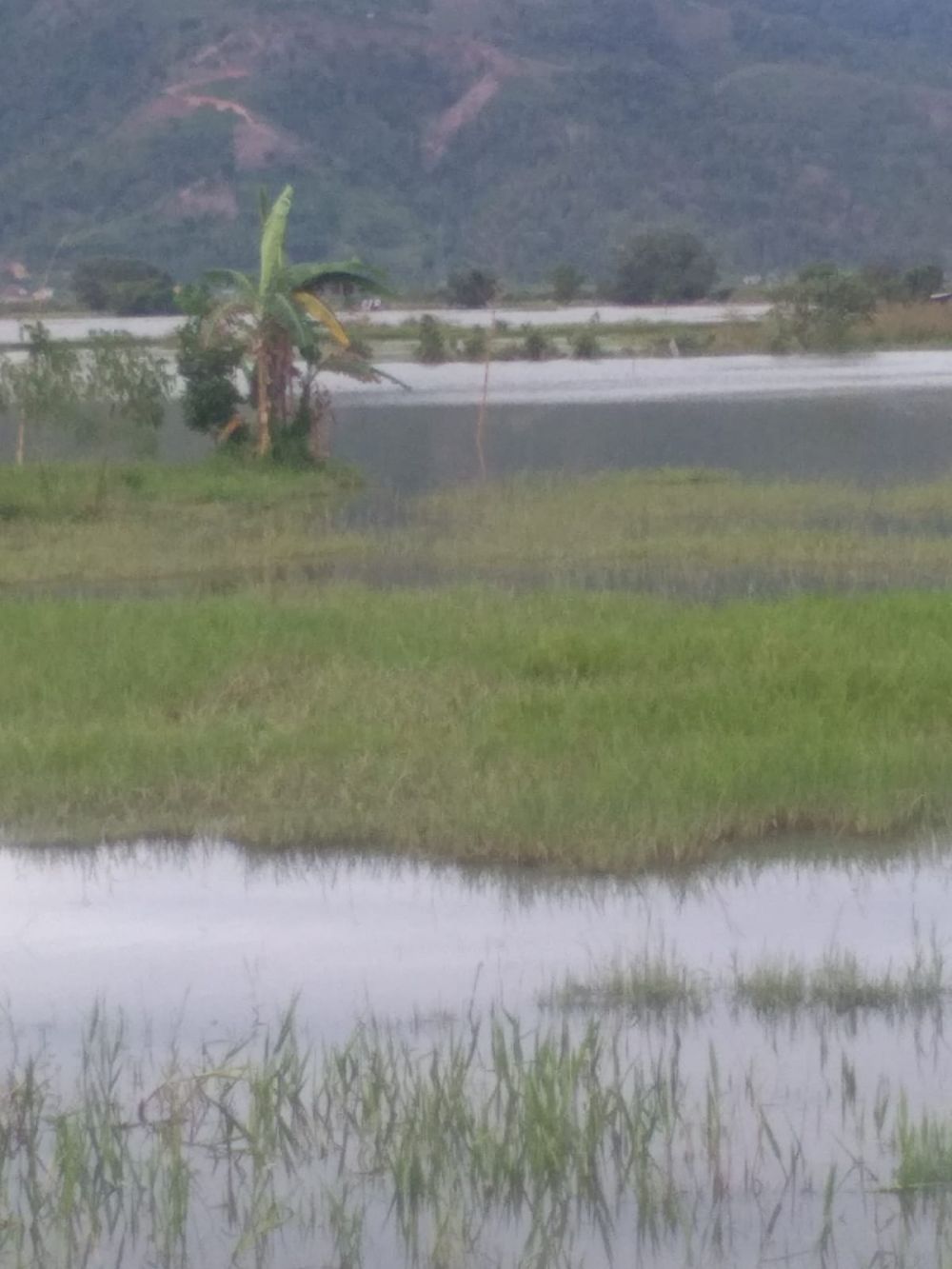 Petani Takut Gagal Panen