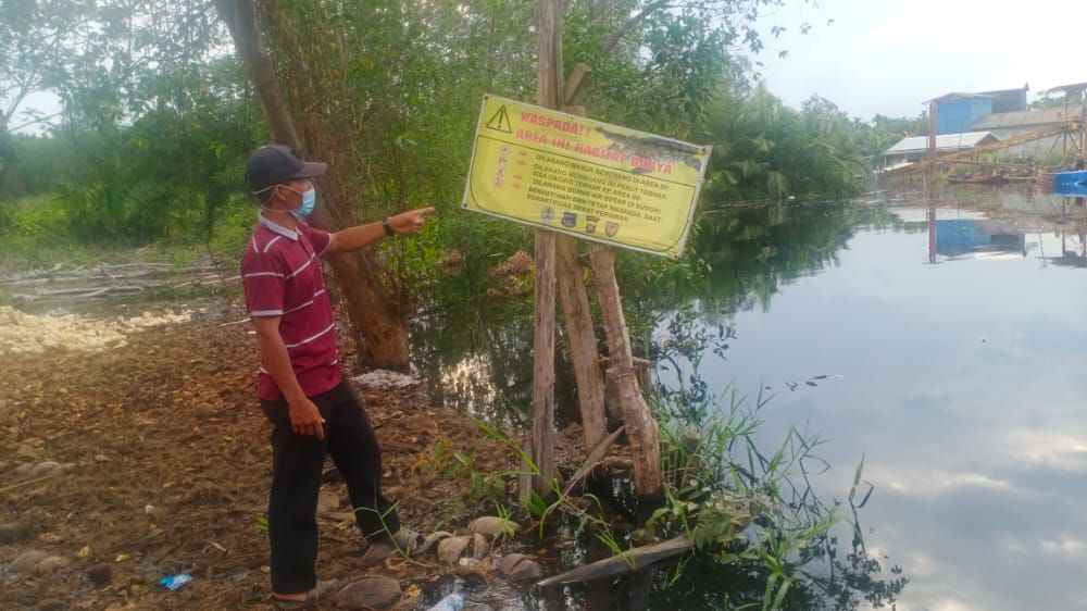 Dampak Banjir di Bramitam, Belasan Buaya Muara Muncul di Perkebunan Warga