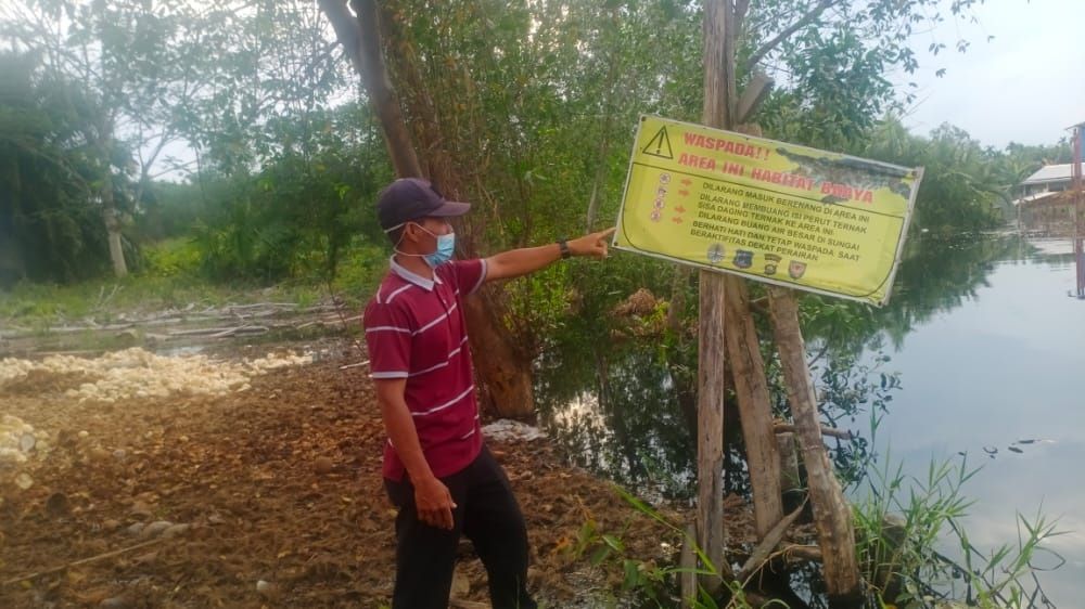 Belasan Buaya Muncul di Perkebunan Warga