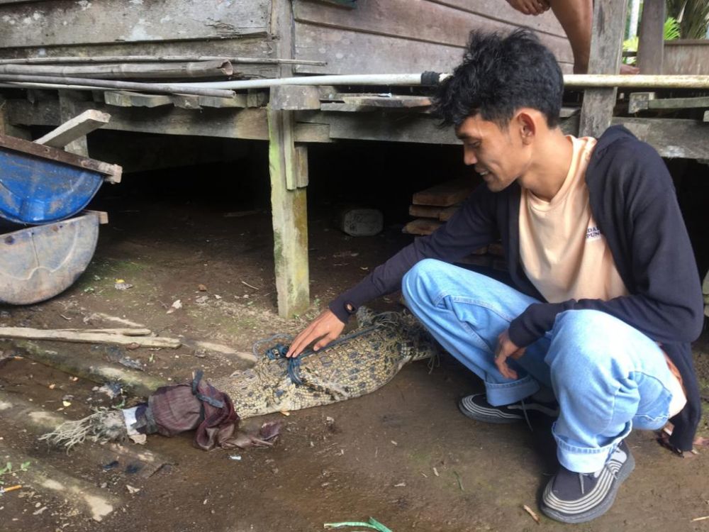 Tangkap Buaya Muara, Warga Tanjab Barat Serahkan ke BKSDA Jambi