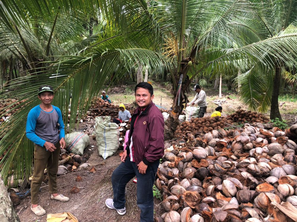 Akibat Banjir Air Asin, Hasil Panen Kelapa di Tanjab Timur Menurun