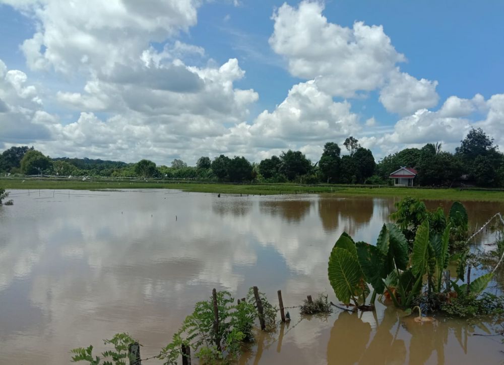 Ribuan Hektar Sawah Terendam Banjir