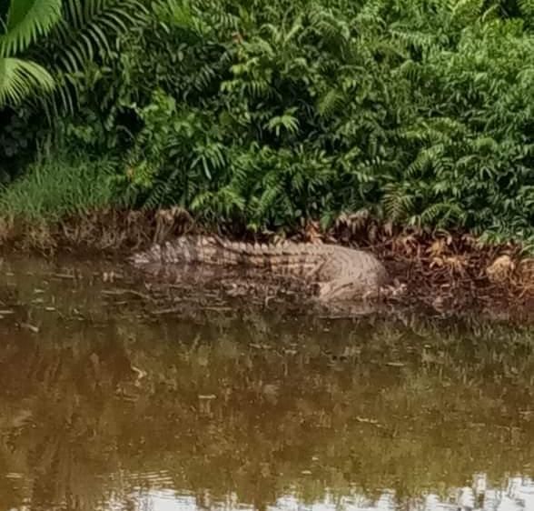 Di Kecamatan Dendang Tanjab Timur, Buaya Kerap Muncul ke Pemukiman Warga