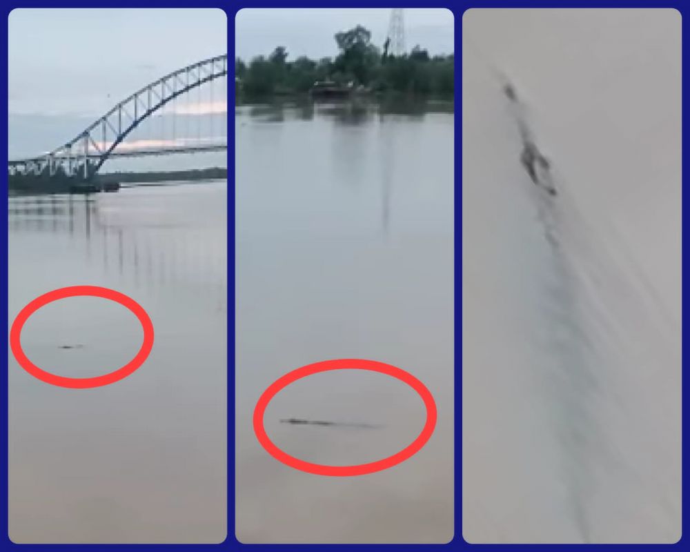 Buaya Muncul di Bawah Jembatan Muara Sabak, Warga Diminta Hati-hati