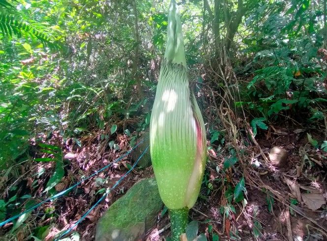 Bunga Tertinggi di Dunia Tumbuh di Hutan Kemumu