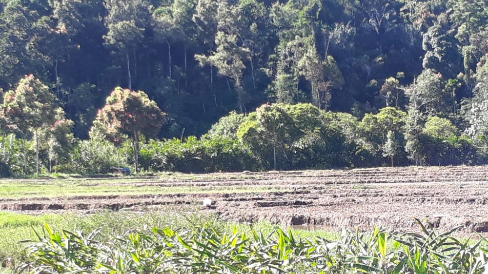 Tak Ada Puso, Produksi Pertanian Malah Turun