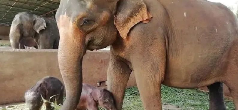Dua Ekor Gajah Ditemukan Tewas Karena Makan Sampah Plastik