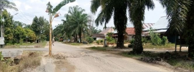 Warga Tanam Pohon Pisang di Badan Jalan   