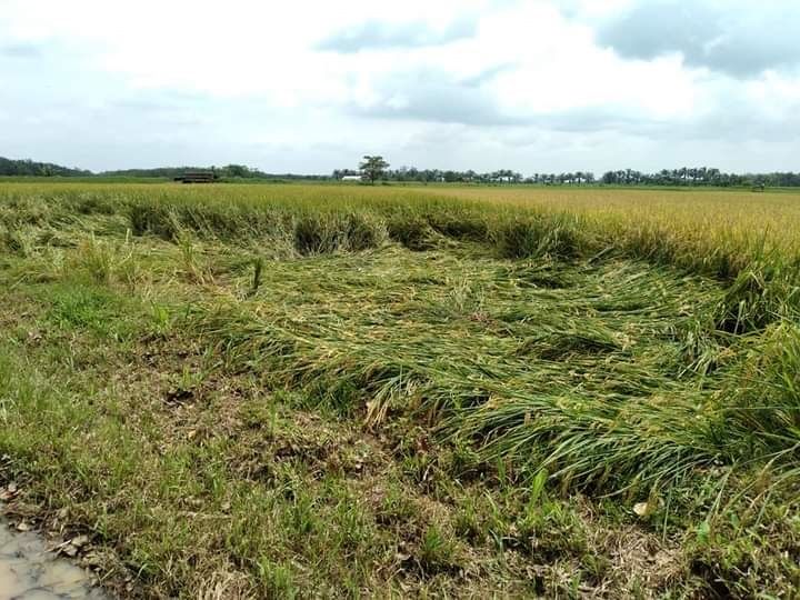 Petani Khawatir, Hama Wereng dan Patah Leher Mengancam  