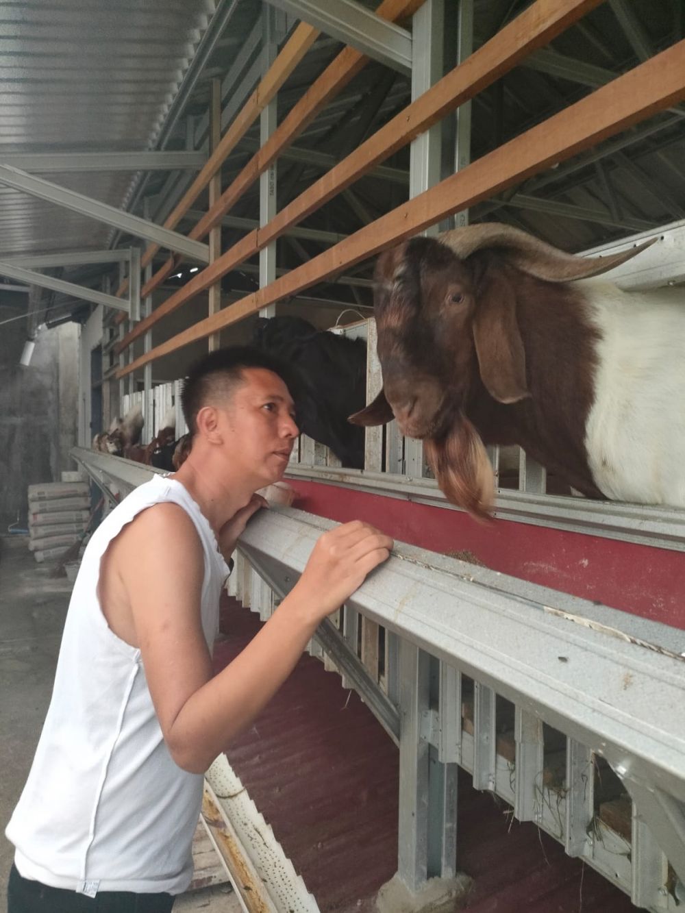 Kisah Lurah Budiman: Urus Puluhan Kambing Sebelum Mengabdi ke Masyarakat