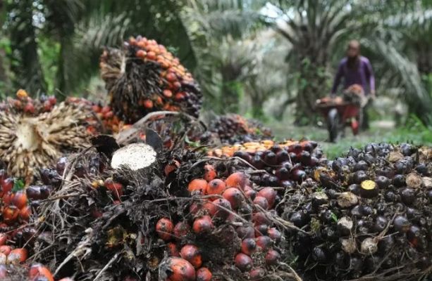 Harga Sawit Jambi Naik Lagi, Segini Harganya..