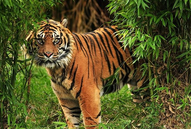 Warga Geger, Harimau Terkam Kambing Warga