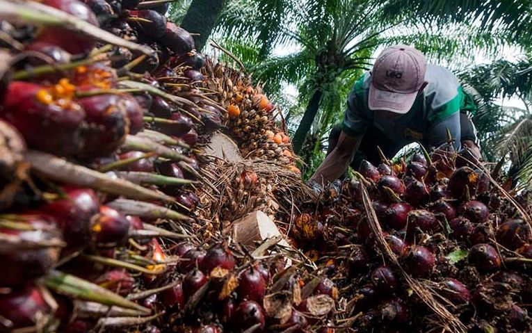 Berapa Harga Sawit di Tempat Kamu, Ini Harga-Harganya di Jambi   