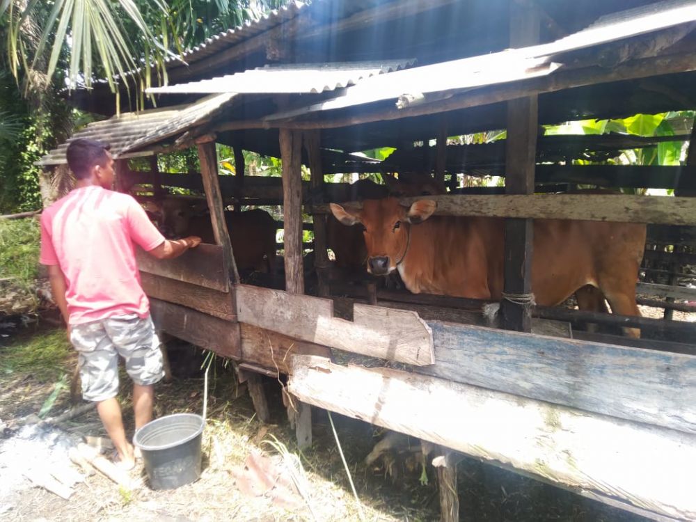 Warga di Geragai Pergoki Maling Sapi Limosin