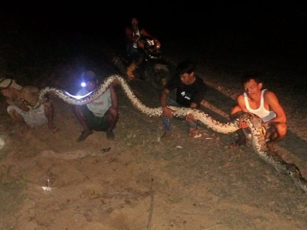 Warga Tangkap Ular Piton yang Sedang Membelit Kambing