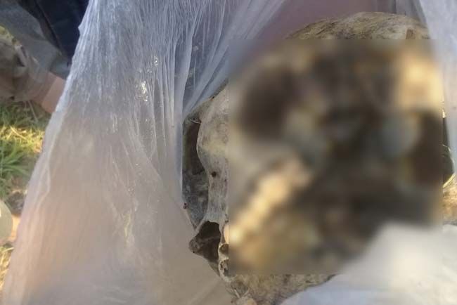 Tengkorak Kepala Aguswanto yang Tewas di Bawah Jembatan Ditemukan