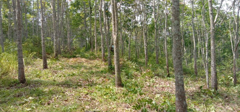 Harga Karet Merangkak Naik, Petani Mulai Bersihkan Kebun