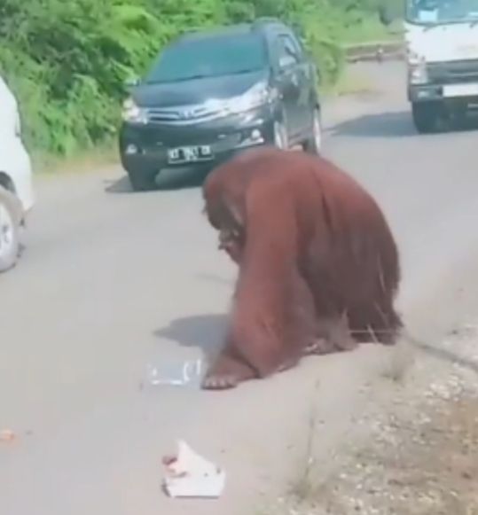 Orangutan Masuk ke Jalan Pemukiman Penduduk