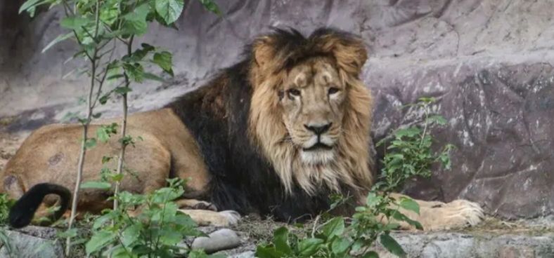 Ngeri! Penjaga Kebun Binatang Tewas Diterkam Singa Saat Memberinya Makan