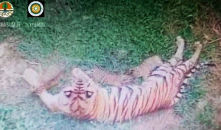 Kabar Gembira, Tiga Ekor Anak Harimau Sumatera Lahir