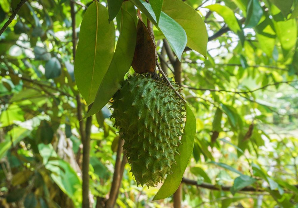 Berikut 6 Manfaat Daun Sirsak, Penghancur Kanker Hingga Darah Tinggi