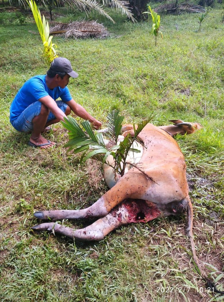 Harimau Liar Terkam Sapi Dekat Pemukiman Warga