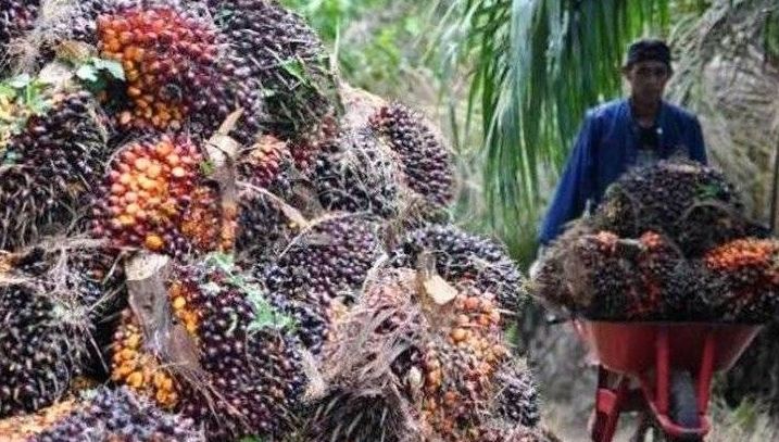 Harga Sawit Makin Menjanjikan