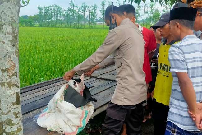 Warga Temukan Jasad Bayi Perempuan di Dalam Kardus, Ada Pesan 'Tolong Dikuburkan dengan Baik'